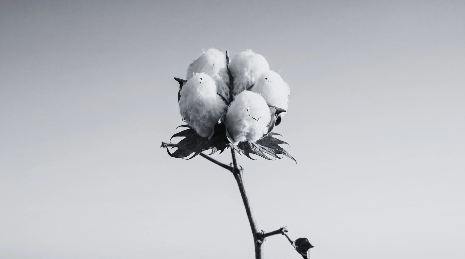 Why Organic Cotton?